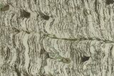 Polished Precambrian Stromatolite Slab - Siberia #280762-1